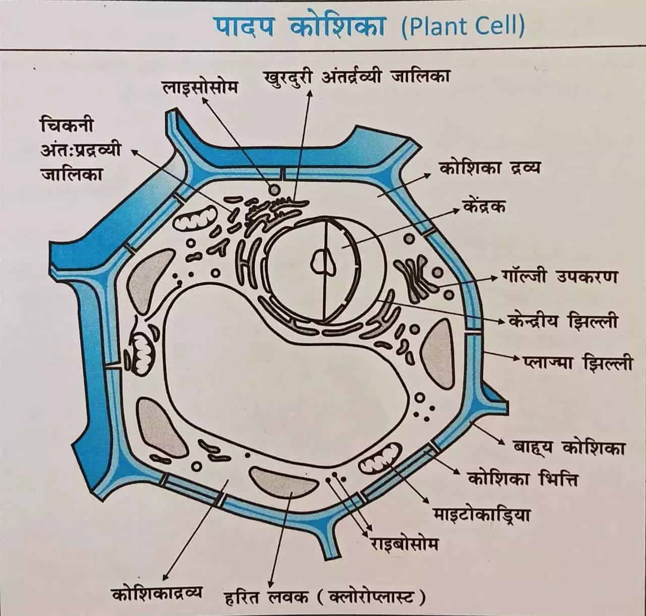 पादप कोशिका का चित्र 