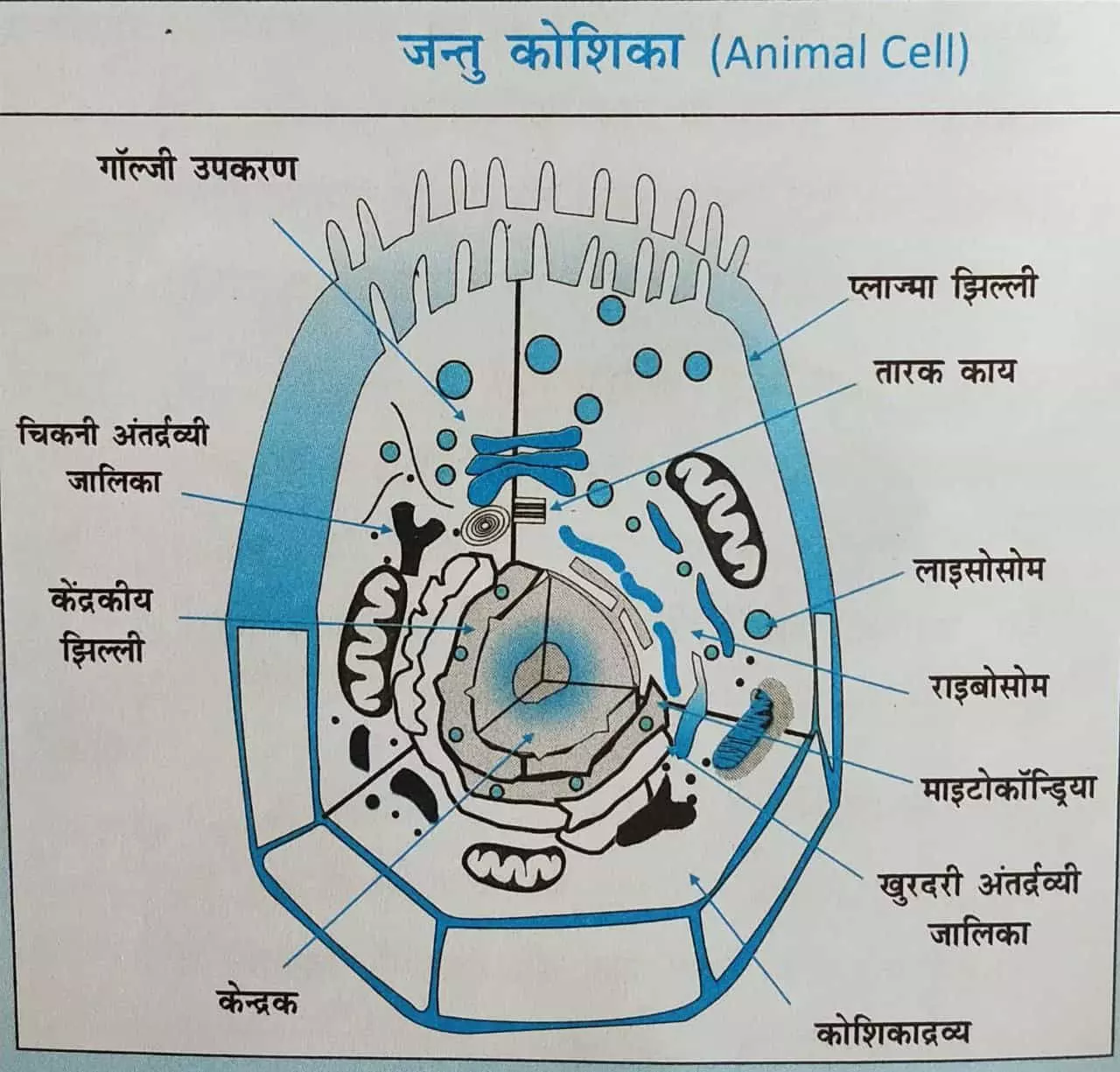 जंतु कोशिका का चित्र 